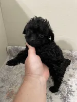 Extra Tiny Jet AKC, a male Poodle - Toy  for sale in Madisonville, TX – 1 of 2