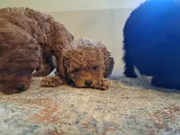 AKC Tiny Tansy, a female Poodle - Toy  for sale in Madisonville, TX – 2 of 2