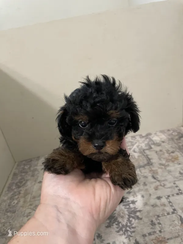 Chelsea (5lbs adult weight)  – Shihpoo puppy for sale in Madisonville, TX