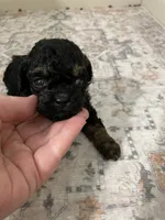Sophia (5lbs adult), a female Shihpoo for sale in Madisonville, TX – 2 of 2