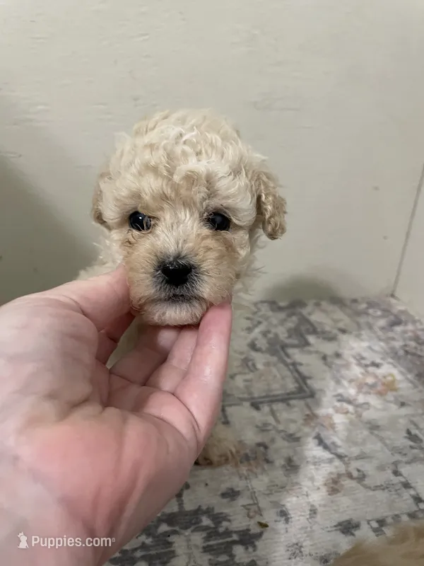 Theodore  (5lbs adult weight) – Shihpoo puppy for sale in Madisonville, TX