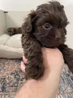 Coco, a female Shihpoo for sale in Madisonville, TX – Photo 1 of 2