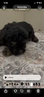 Sophia, a female Shihpoo and Poodle - Toy  for sale in Madisonville, TX – 2 of 2