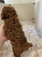 Gunner AKC registered , a male Poodle - Toy  for sale in Madisonville, TX – 3 of 3