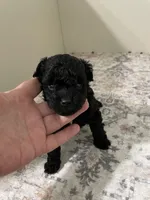 Coal (5lbs adult) , a male Shihpoo for sale in Madisonville, TX – 2 of 2
