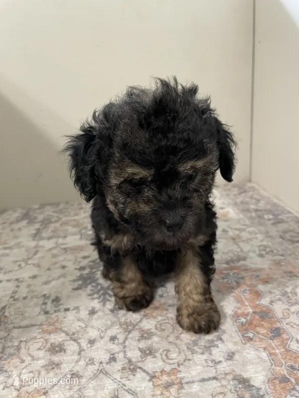 Arthur – Poodle - Toy  puppy for sale in Madisonville, TX