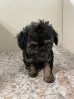 Arthur, a male Poodle - Toy  for sale in Madisonville, TX – 1 of 2