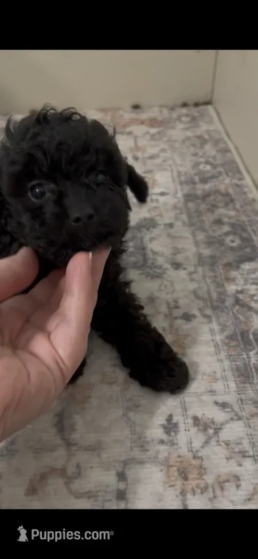 Coal – Shihpoo puppy for sale in Madisonville, TX