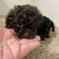 Tiny Tansy , a female Shihpoo for sale in Madisonville, TX – Photo 4 of 4