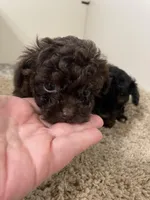 Tiny Tansy, a female Shihpoo for sale in Madisonville, TX – Photo 4 of 4