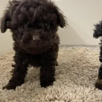 Tiny Tansy , a female Shihpoo for sale in Madisonville, TX – Photo 2 of 4