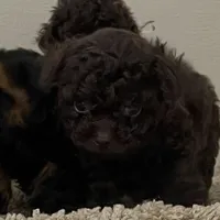Tiny Tansy , a female Shihpoo for sale in Madisonville, TX – Photo 1 of 4