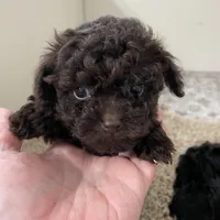 Tiny Tansy , a female Shihpoo for sale in Madisonville, TX – Photo 3 of 4