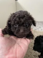 Tiny Tansy, a female Shihpoo for sale in Madisonville, TX – Photo 3 of 4