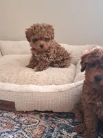 AKC Tiny Tansy, a female Poodle - Toy  for sale in Madisonville, TX – 1 of 2