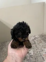 Chelsea (5lbs adult weight) , a female Shihpoo for sale in Madisonville, TX – 2 of 3