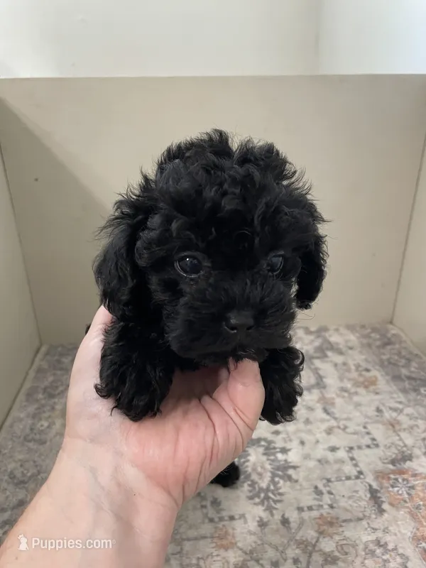 Cheeto (6lbs adult weight) – Poodle - Toy  puppy for sale in Madisonville, TX