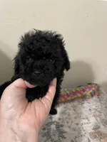 Little Luna, a female Shihpoo for sale in Madisonville, TX – Photo 2 of 2