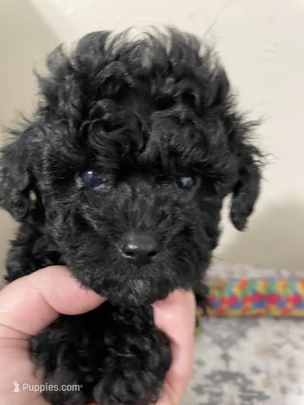 Little Luna – Shihpoo puppy for sale in Madisonville, TX