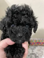 Little Luna, a female Shihpoo for sale in Madisonville, TX – Photo 1 of 2