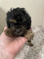 Tomatoes (6.5lbs adult weight) , a male Shihpoo for sale in Madisonville, TX – 2 of 3