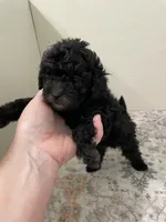 Jellybean (5lbs adult weight), a male Shihpoo for sale in Madisonville, TX – 2 of 2