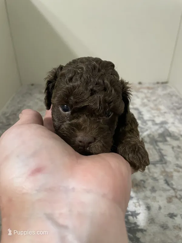 Coco – Shihpoo puppy for sale in Madisonville, TX