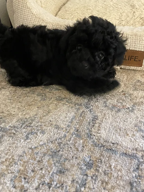 AKC Tiny Tabitha – Poodle - Toy  puppy for sale in Madisonville, TX