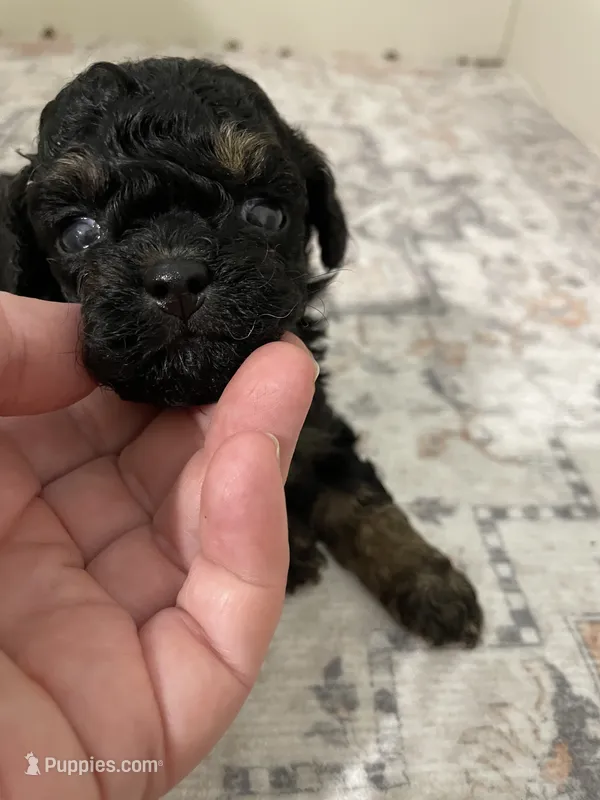 Sophia (5lbs adult) – Shihpoo puppy for sale in Madisonville, TX