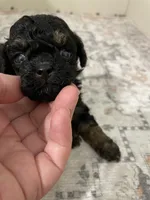 Sophia (5lbs adult), a female Shihpoo for sale in Madisonville, TX – 1 of 2