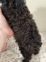 Coco (5.5lbs adult weight) , a female Poodle - Toy  for sale in Madisonville, TX – 2 of 2