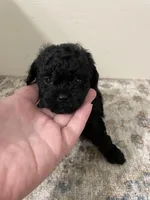 Little Lester, a male Shihpoo and Poodle - Toy  for sale in Madisonville, TX – Photo 2 of 2