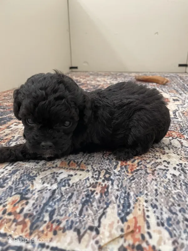 Little Lester – Shihpoo, Poodle - Toy  puppy for sale in Madisonville, TX