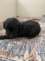 Little Lester, a male Shihpoo and Poodle - Toy  for sale in Madisonville, TX – Photo 1 of 2