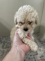 Theodore  (5.5lbs  adult weight), a male Poodle - Toy  for sale in Madisonville, TX – 2 of 4