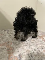 Little Lilly, a female Shihpoo for sale in Madisonville, TX – 4 of 4