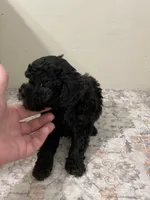 Cookie (7lbs adult weight), a male Shihpoo for sale in Madisonville, TX – 2 of 4