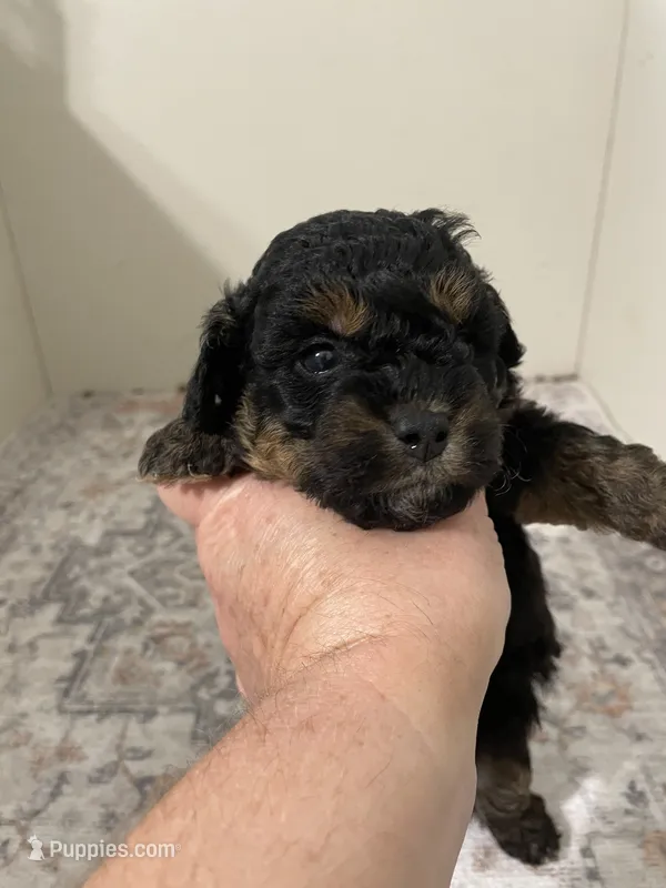 Chunk  – Shihpoo puppy for sale in Madisonville, TX
