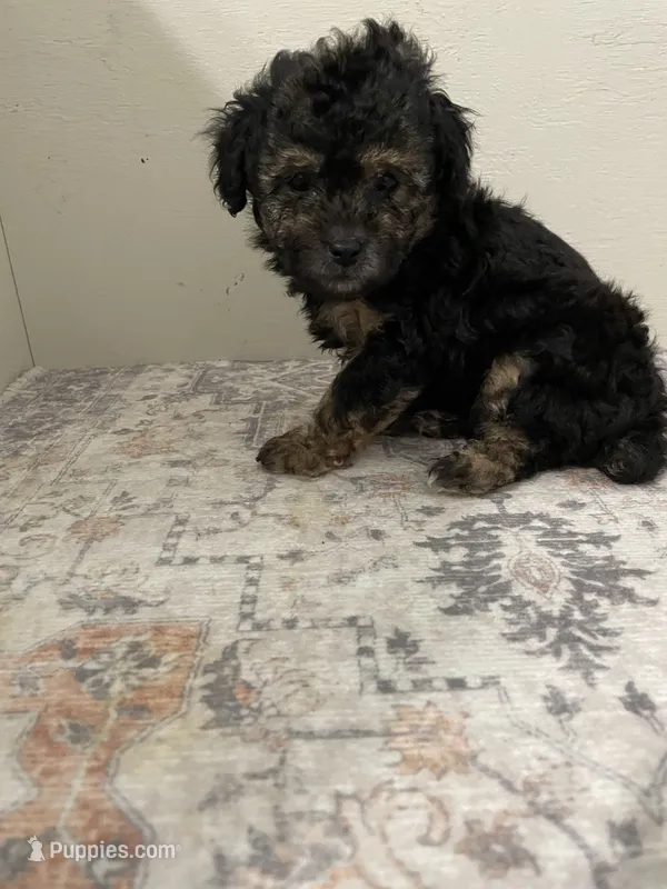 Pickles  – Poodle - Toy  puppy for sale in Madisonville, TX