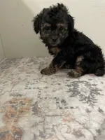 Arthur, a male Poodle - Toy  for sale in Madisonville, TX – 2 of 2