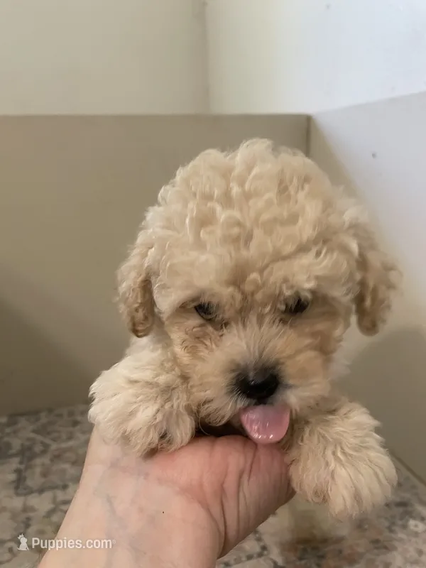 Crackers  (6lbs  adult weight) – Poodle - Toy  puppy for sale in Madisonville, TX
