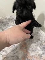 Extra Tiny Jet AKC, a male Poodle - Toy  for sale in Madisonville, TX – 2 of 2