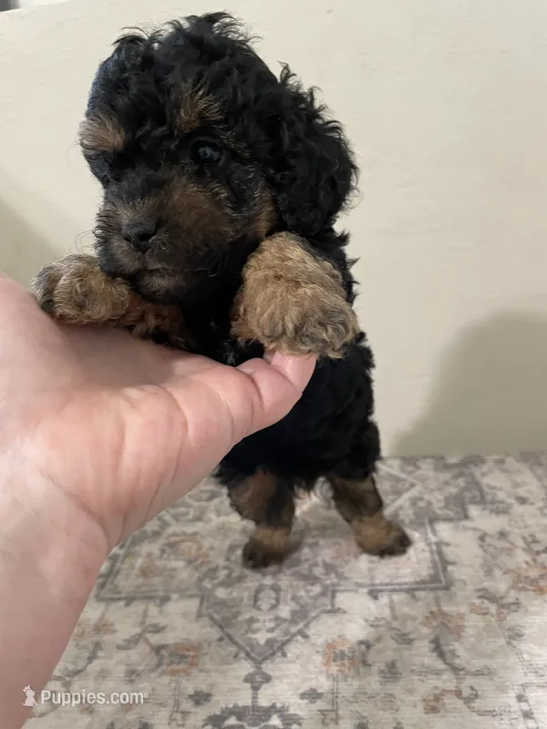 Tomatoes (6.5lbs adult weight)  – Shihpoo puppy for sale in Madisonville, TX