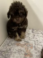 Little Latte, a male Shihpoo for sale in Madisonville, TX – Photo 2 of 2