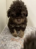 Little Latte, a male Shihpoo for sale in Madisonville, TX – Photo 1 of 2