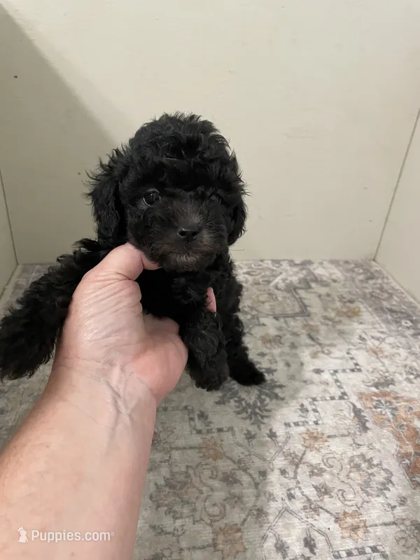 Jellybean (5lbs adult weight) – Shihpoo puppy for sale in Madisonville, TX