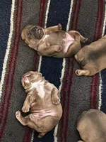 Pocket French Bully , a male French Bulldog and American Bully for sale in Winston-Salem, NC – 4 of 7