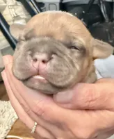 Pocket French Bully , a male French Bulldog and American Bully for sale in Winston-Salem, NC – 5 of 7