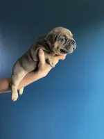 Pocket French Bully , a female French Bulldog and American Bully for sale in Winston-Salem, NC – 3 of 4