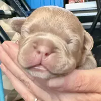 Pocket French Bully , a male French Bulldog and American Bully for sale in Winston-Salem, NC – 2 of 7